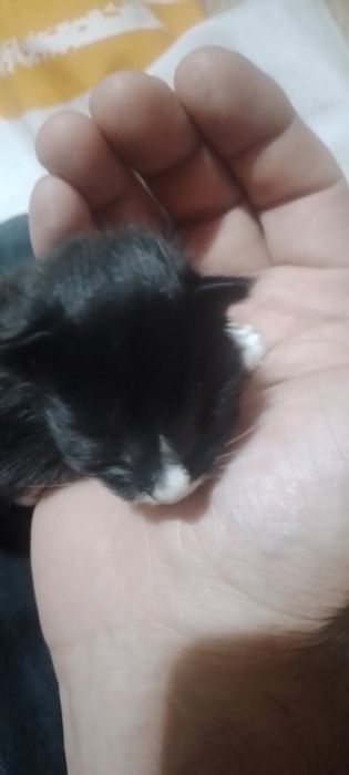 Котята бесплатно