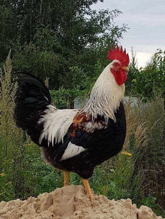 Яйца от Загорска Сьомга