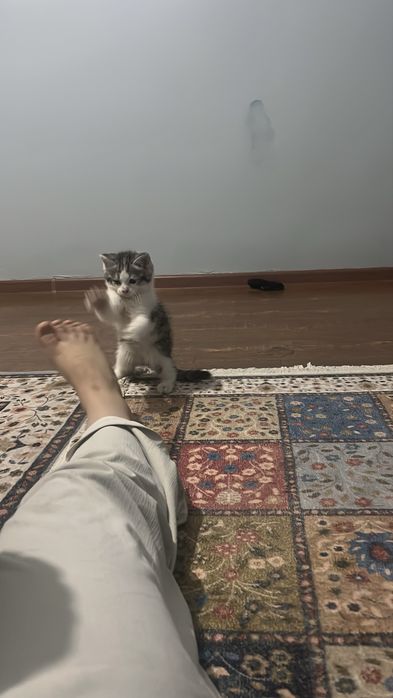 Кошка мальчик девочка бесплатно