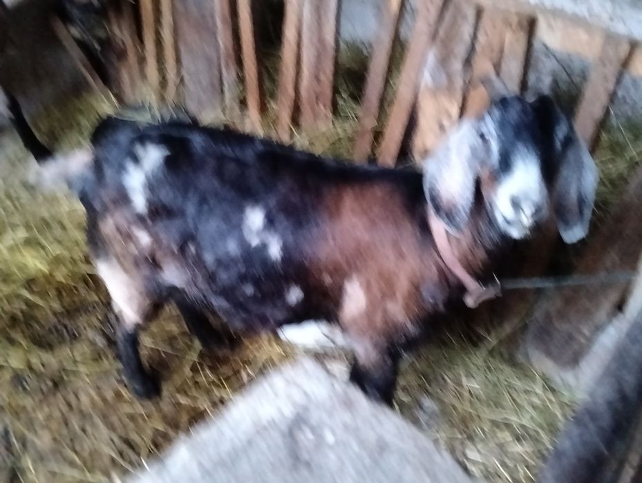 Capre anglo nubiene disponibile