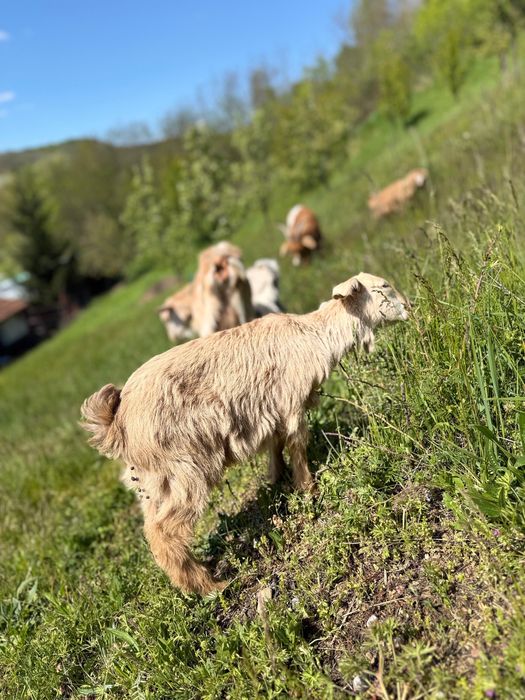 De vânzare: Pereche de iezi (țapi) viguroși și sănătoși