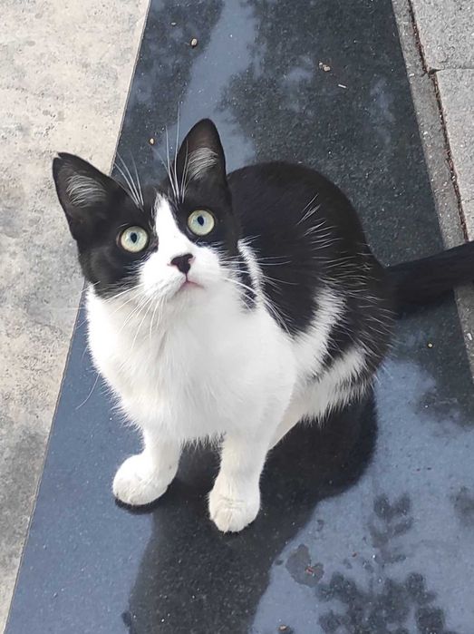 Доли, 2-годишна, супер социална, търси дом!