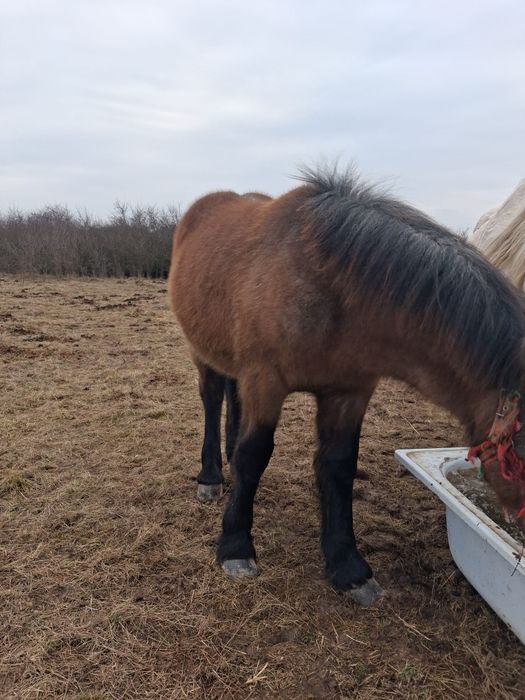 Vând mânz sau schimb cu animale