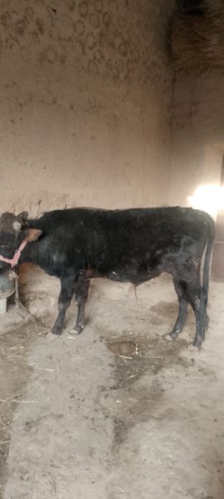 Navos sotilad soğlom