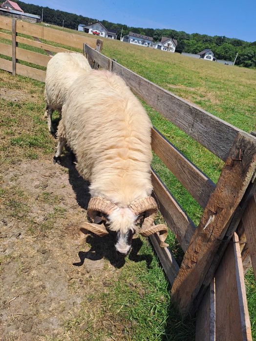 Vând berbecii frumoși si tinerii