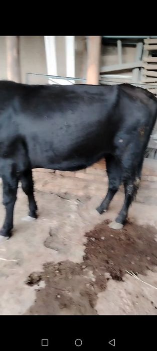 Buguz 9 oylik sigir sotiladi