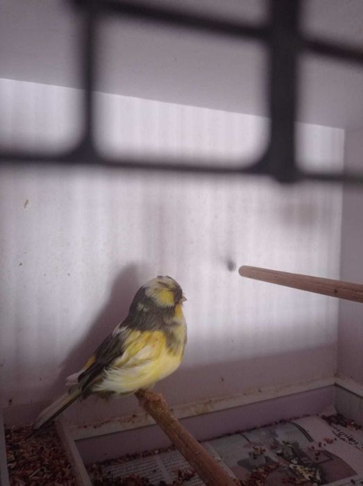 Норвичская канарейка