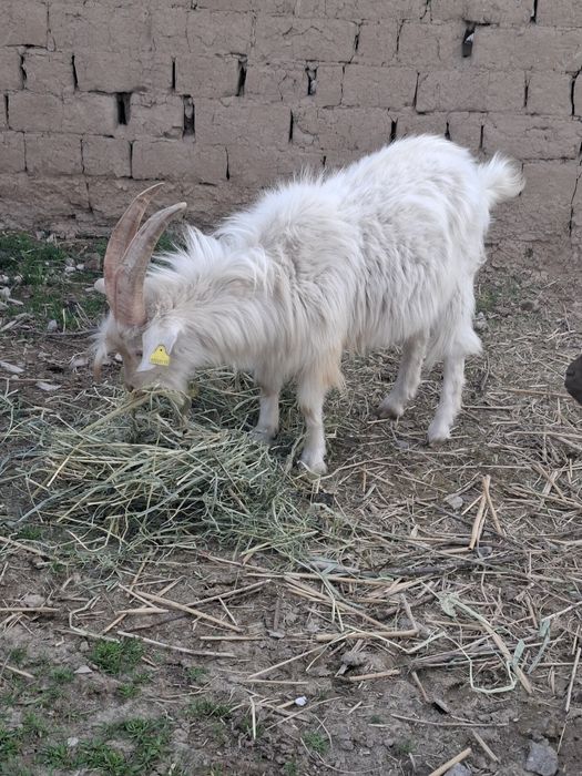 Сатылады Текелер