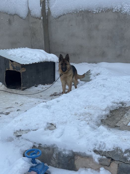 Немецкая овчарка