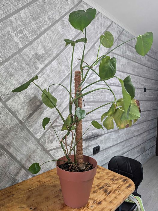 Монстера Делициоза — крупное комнатное растение