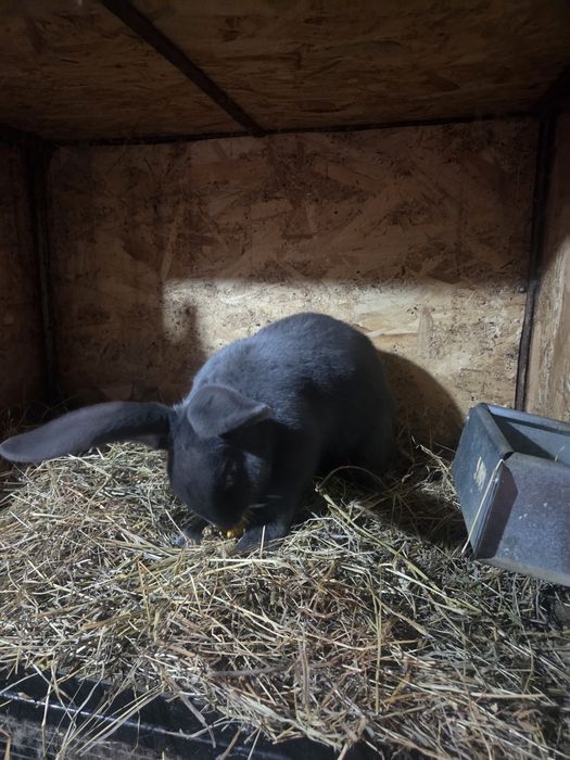 De vanzare Fluture german albastru