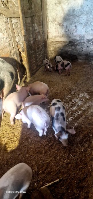 Прасета малки и големи