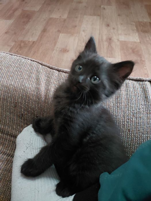 В добрые руки котенок-девочка