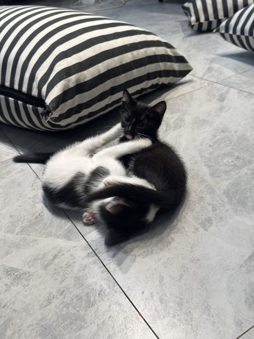 Отдам котят в доьрые руки