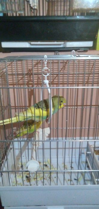 Папугай Валнистый