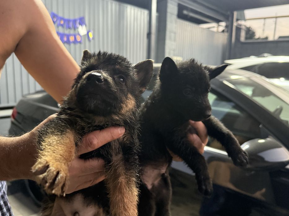 Щенята Немецкой Овчарки