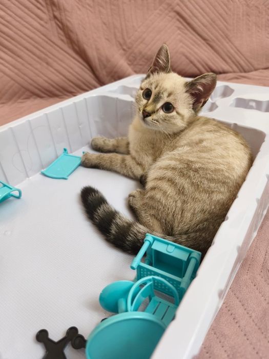 Котенок в добрые руки