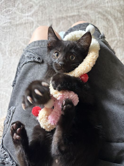 Черный котенок ищет семью