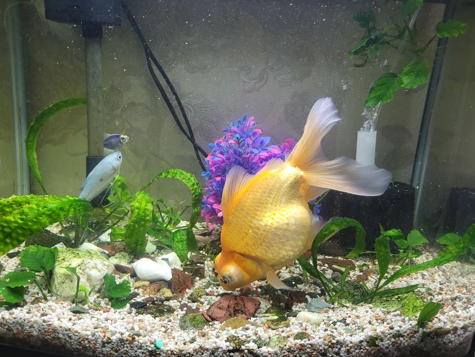 Золотая рыбка телескоп