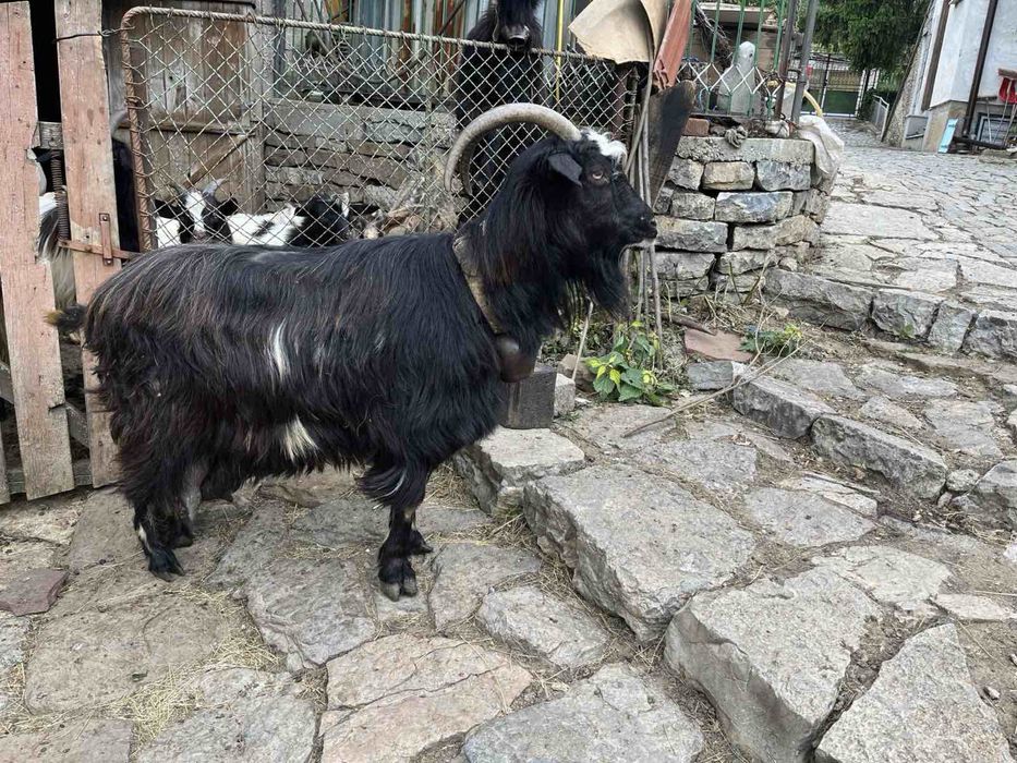 Кози, пръч, ярета за дамазлък