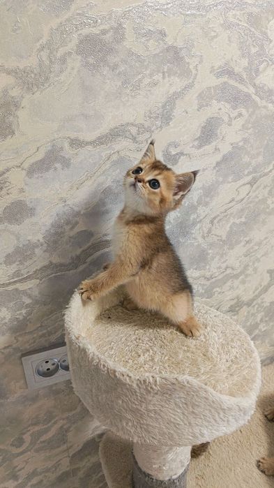 Продается котенок золотистая шиншилла