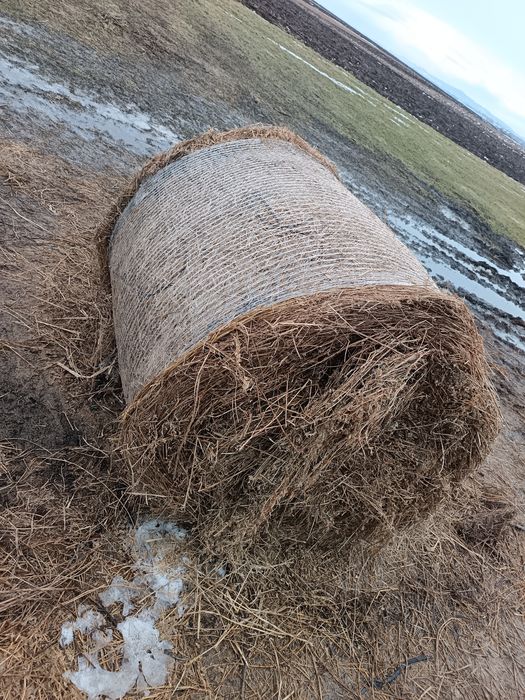Vând baloți de lucernă