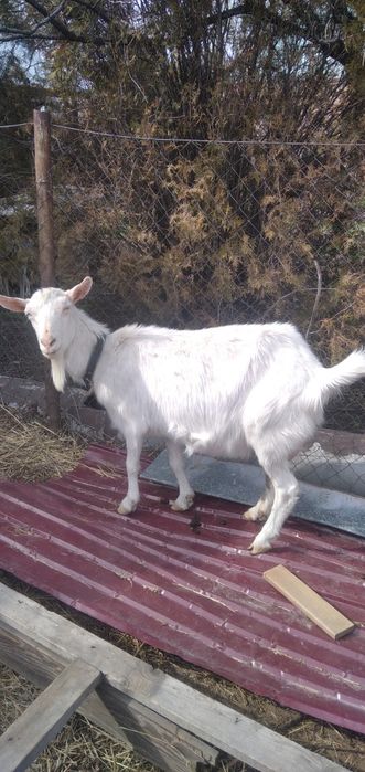 Продам коз заанеские
