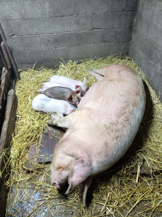 Продам месячных поросят