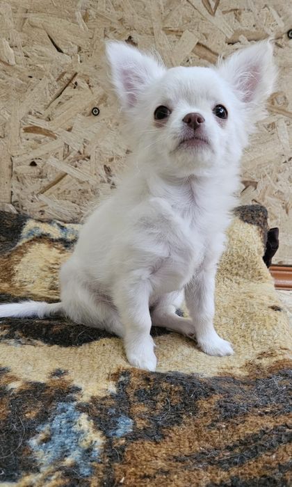 Щенок чихуахуа девочка