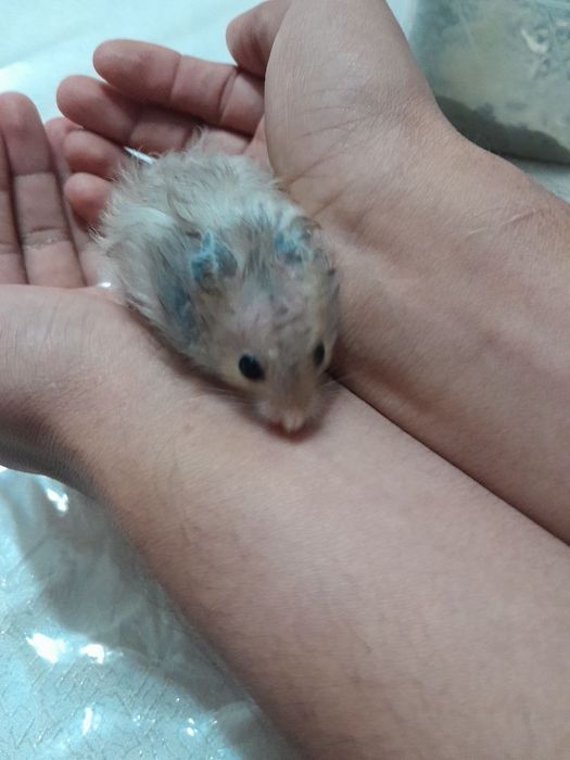 Продаются хамячки