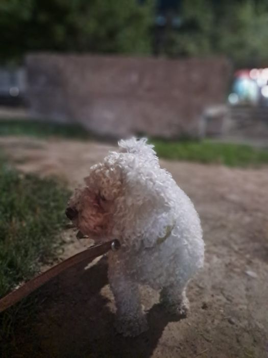 Вязка кобеля Бишон фризе