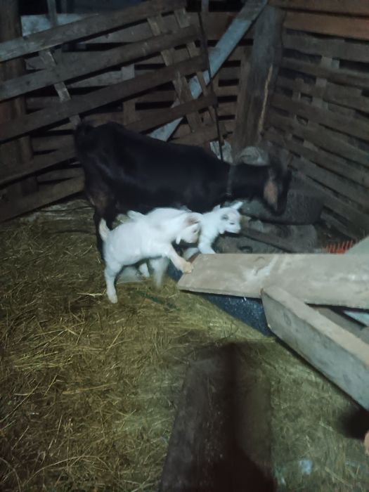 Schimb capra cu o oaie