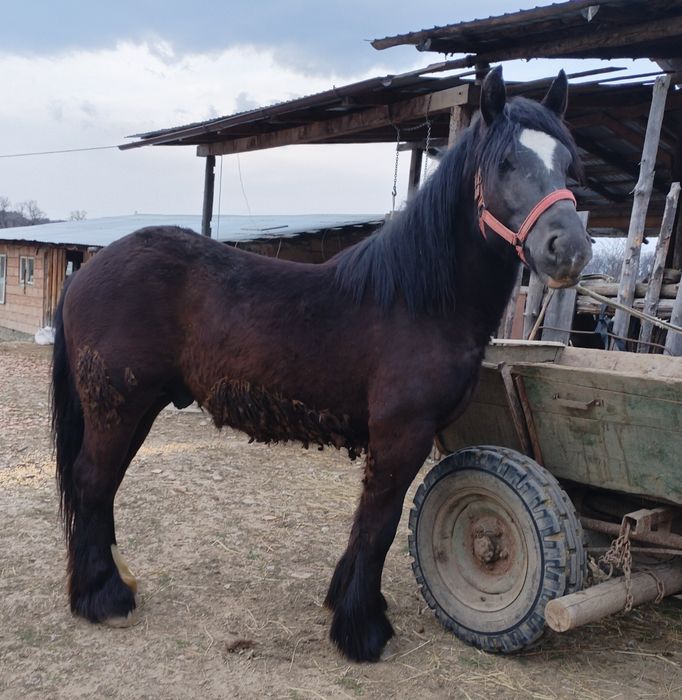 Vând manz de un an jumate
