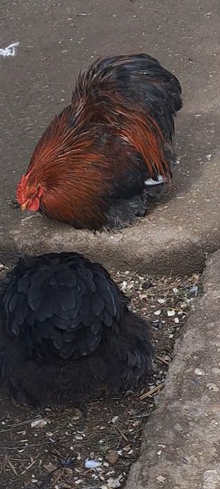 Продавам петлета и млади чифтове мини кохин