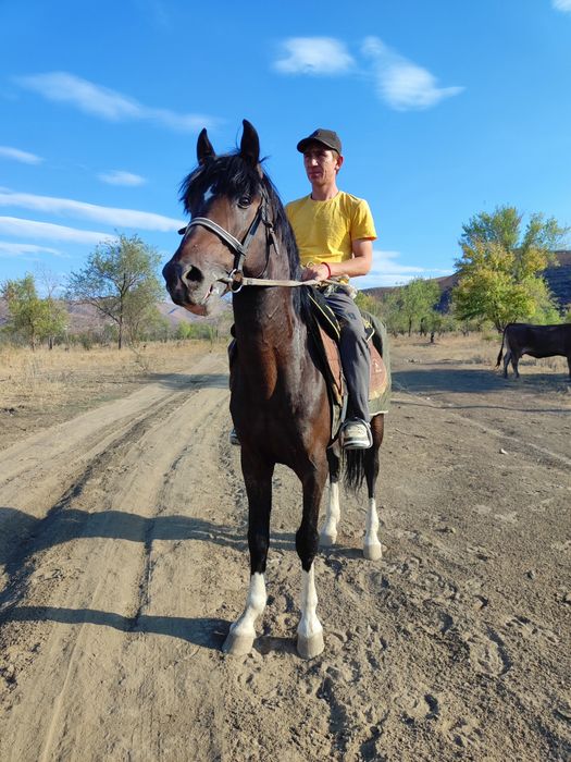 Англо арабский жеребец