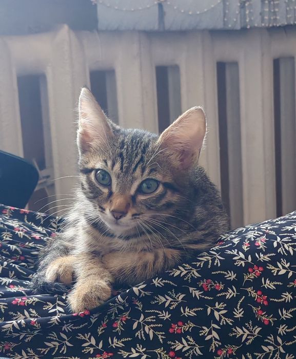 Отдам бесплатно котят