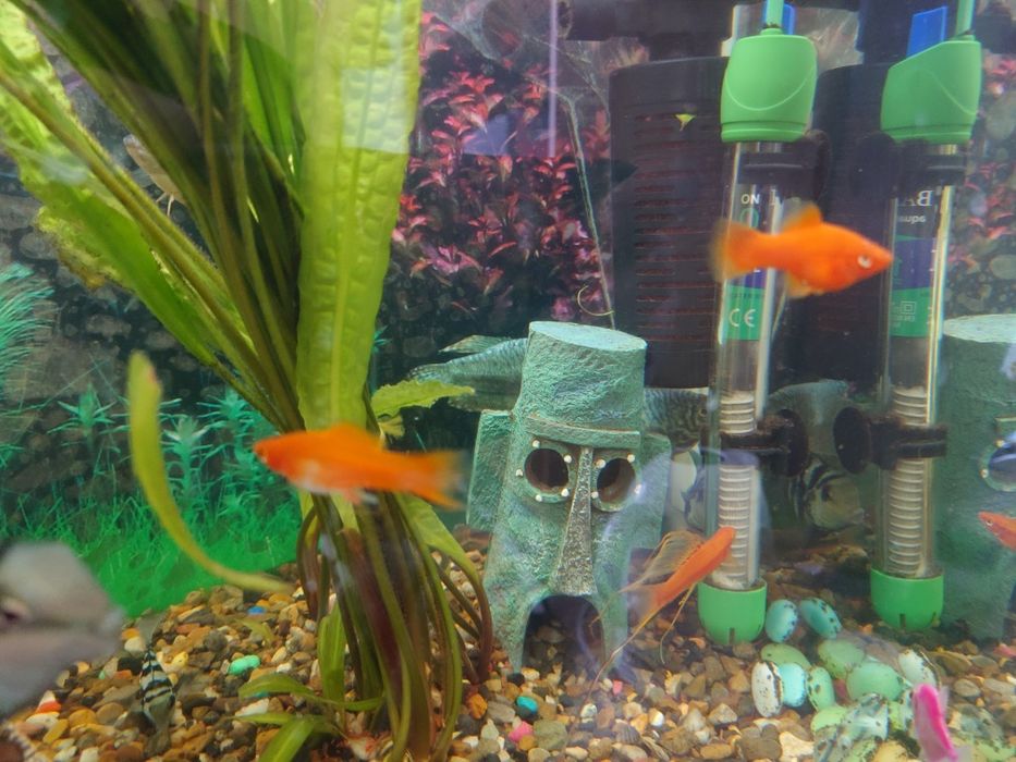 Продам скалярий, сапфировых попугаев