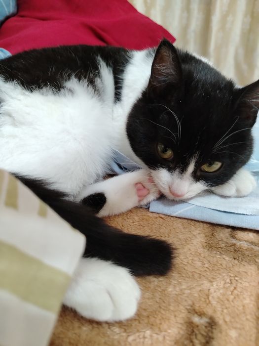 Отдам черно-белую кошку