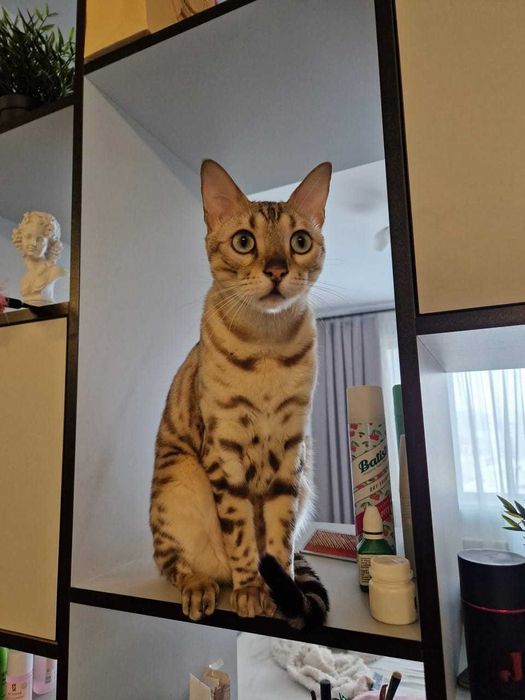 Бенгальский кот (Боня)
