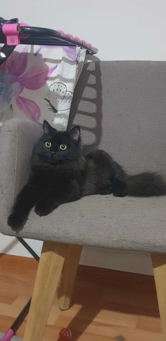 Умная, скромная и красивая девочка ищет хорошую семью