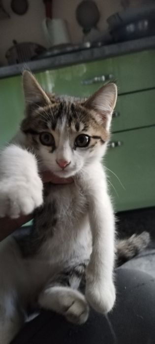 Мушук бор жуда акилле