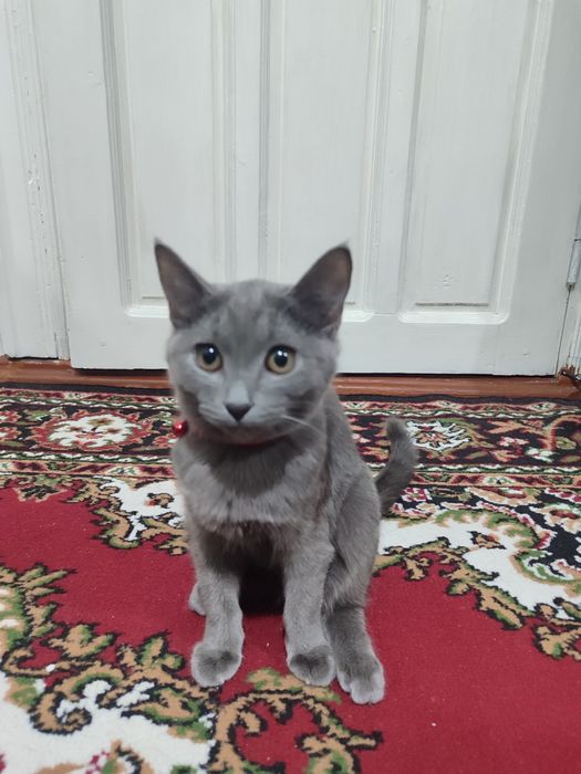 Уй мушуги сотилади