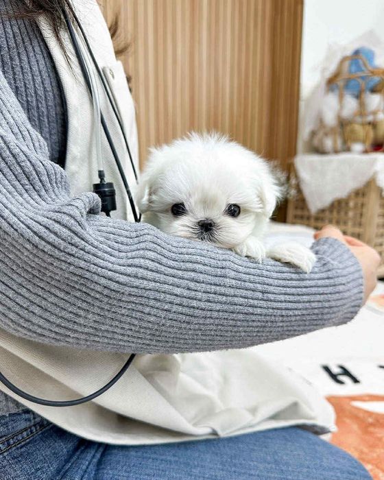 Bichon maltez mini toy