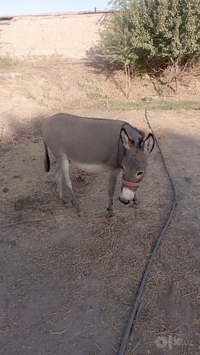 Eshak sotladi kelshlgan narxda