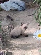 Маленький котёнок