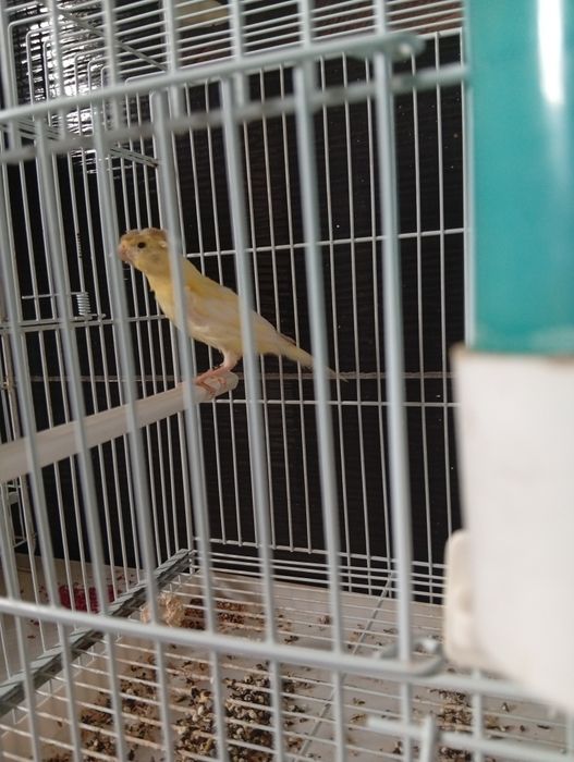 Canari de vânzare