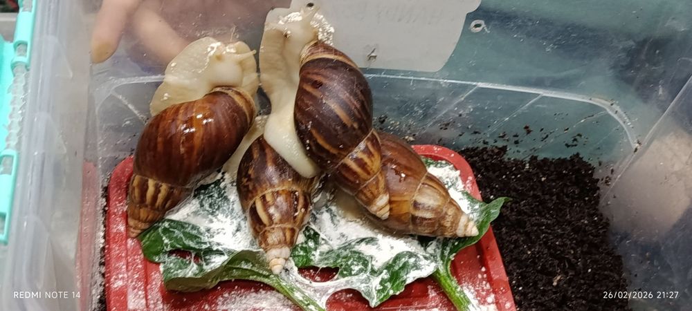 Ulitka sotiladi ahatina fulika albinos tuhimlagan