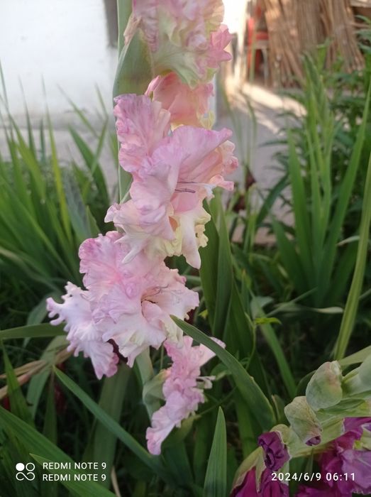 Россиядан келтирилган сортли гуллар бор сотувга