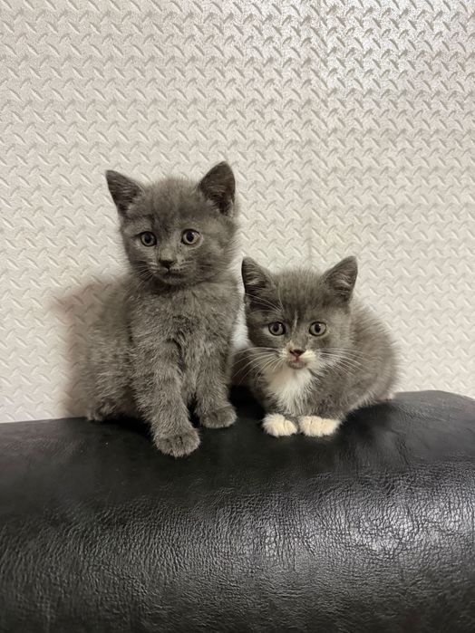 Две женски котенца Британска късокосместа котка