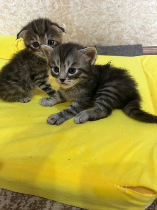 Продам красивых котят